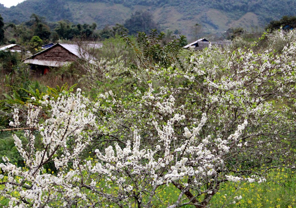 Mùa hoa mận Mường Luống Mùa hoa mận Mường Luống