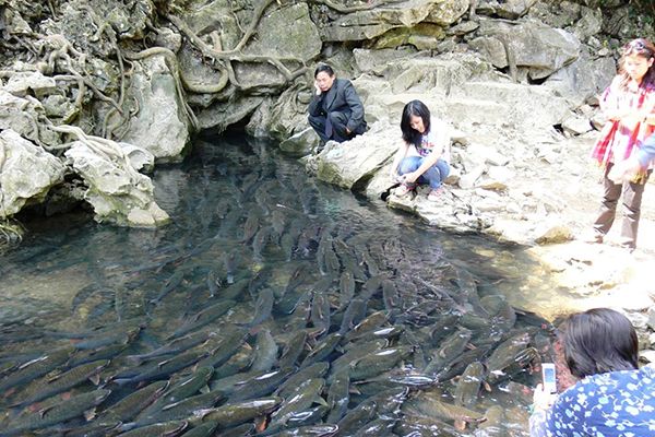 Suối cá thần Cẩm Lương Suối cá thần Cẩm Lương